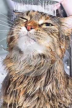 Wet cat in the bath