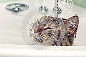 Wet cat in the bath