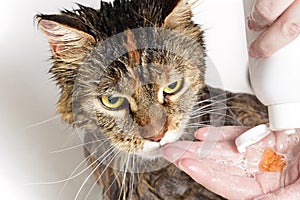 Wet cat in the bath