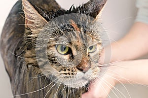 Wet cat in the bath