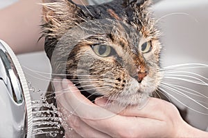 Wet cat in the bath