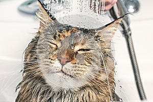 Wet cat in the bath