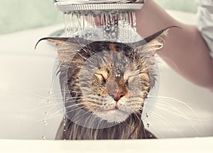 Wet cat in the bath