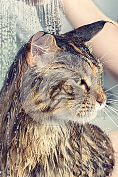 Wet cat in the bath photo