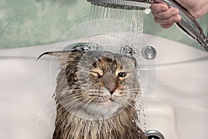 Bagnato gatto bagno 
