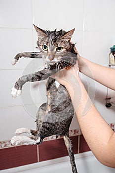 Wet cat in bathroom in female hands