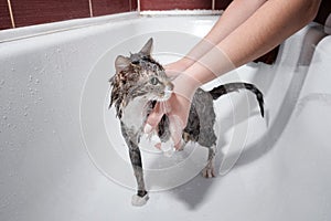 Wet cat in bathroom take a shower