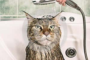 Wet cat in the bath