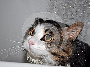 Wet cat. Funny cat. Cat bath. Cat Kurilian bobtail