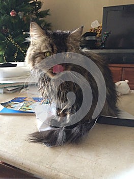 Wet cat licking her nose