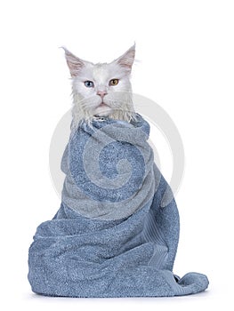 Wet cat in towel on white background