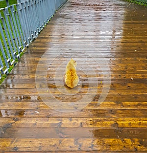 Wet cat under the rain