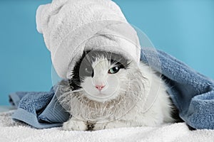 Wet cat wrapped with towels on light blue background