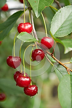 Wet cherries on the tree after rain