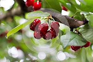 Wet cherry cluster