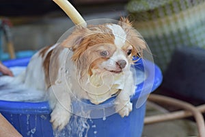 Wet Chihuahua dog in bathtub