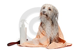 Wet chocolate havanese dog after bath