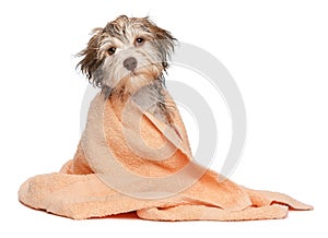 Un umido di cioccolato havanese cucciolo di cane dopo il bagno si veste di una pesca asciugamano isolato su sfondo bianco.