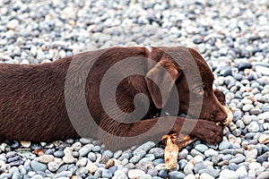 wet chocolate labrador, puppy, gnawing a stick, lying on a pebble