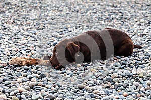 wet chocolate labrador, puppy, lying on a pebble and gnawing a bone