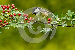 A wet Coal Tit standing on a twig