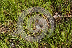 Wet cobweb in the grass - webbing