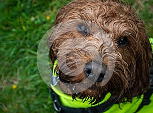 A wet cockapoo during his walk