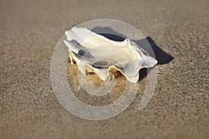 Wet cockleshell close-up on sand