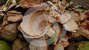 Wet coconut shell on a pile of skin photo