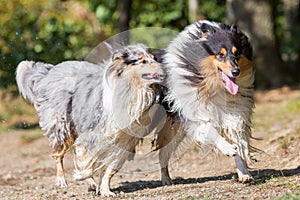 Wet collie dogs running lakeside