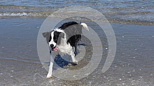 A wet collier dog at the beach