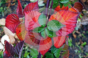 Wet colored leaves of Rubus fruticosus