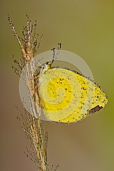 Wet Common Grass Yellow Butterfly
