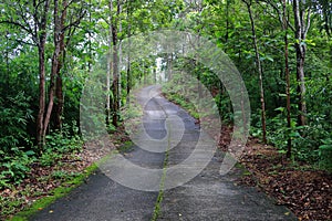 wet concrete road through the rainforest to mountain in the north of Chiang Mai,Thailand