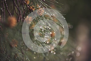 wet coniferous trees with shiny drops. wet leaves of a pine tree