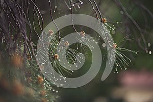 wet coniferous trees with shiny drops. wet leaves of a pine tree