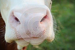Wet cow nose close up