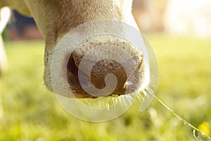 Wet cow nose in the evening sunlight