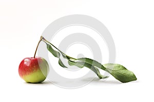 Wet crab apple with attached leaf isolated on a white background