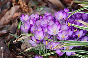 wet Crocus