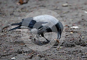Wet crow on the ground with a chicken bone in its beak