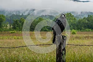 Wet Crow Stares at Camera