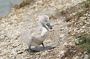 Wet cygnet