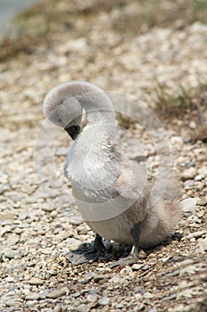 Wet cygnet