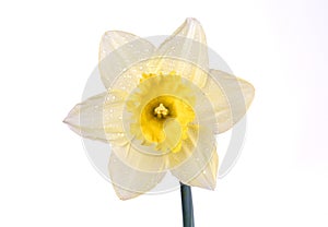 Wet daffodil