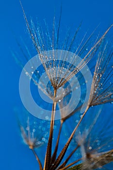 Wet, dainty dandilion seeds