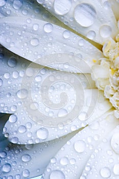 Wet daisy petals