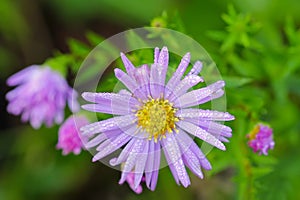 Wet daisy with purple extensions and yellow center (Asteraceae)