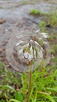 Wet dandelion flower on green grass background after rain