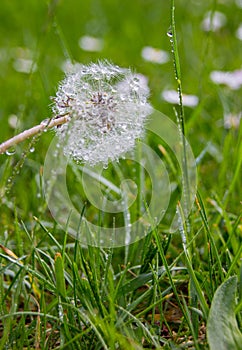 Wet dandelion in green meadow
